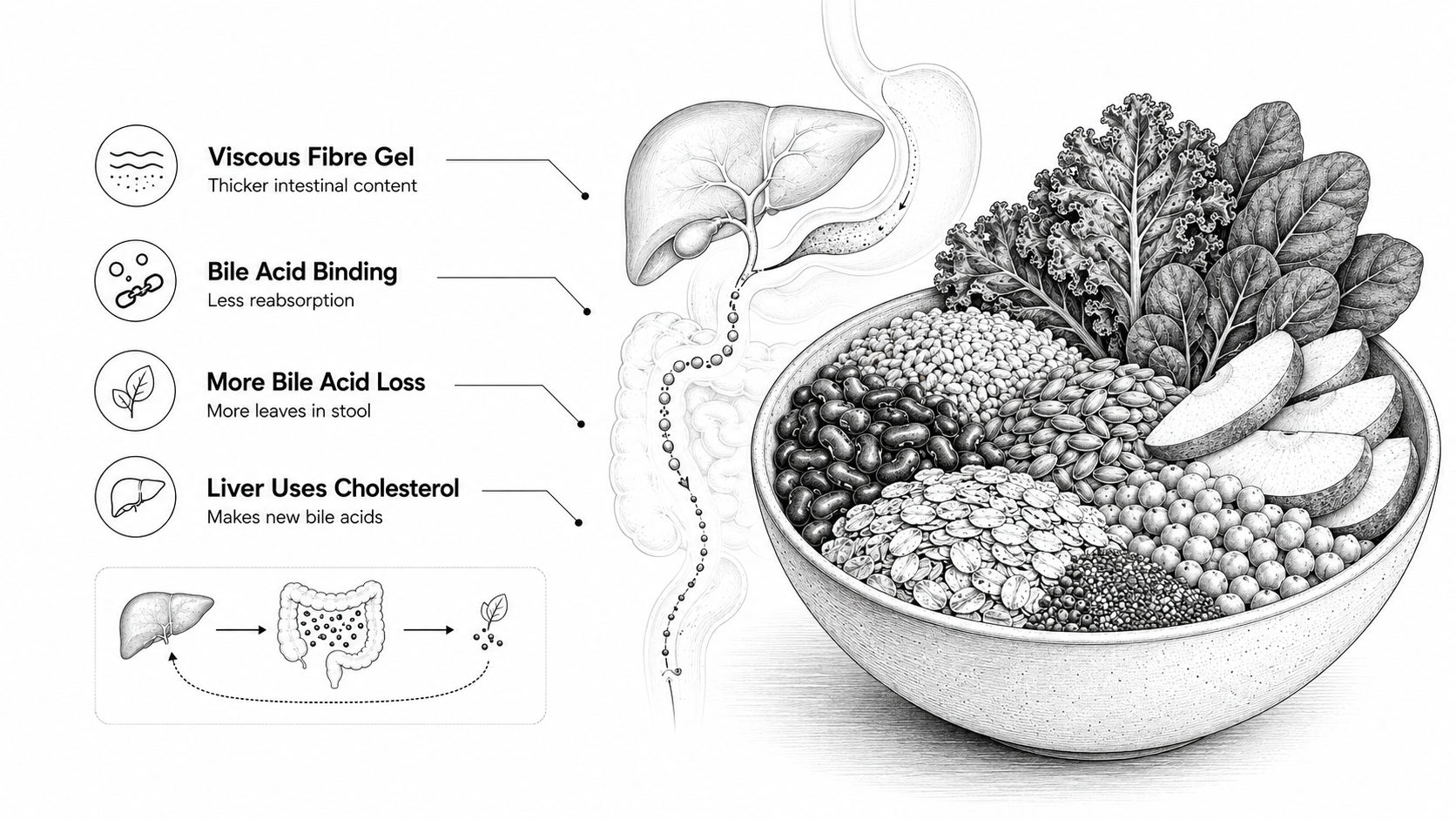 Monochrome illustration of fibre-rich foods, the liver, gut, bile acid movement, and viscous fibre gel mechanisms.