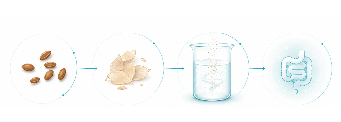 Psyllium ingredient pathway illustration